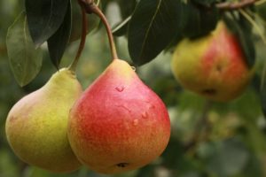 pears Pyrus communis