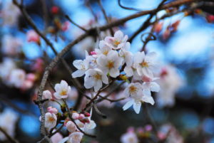 sakura, chery blossoms