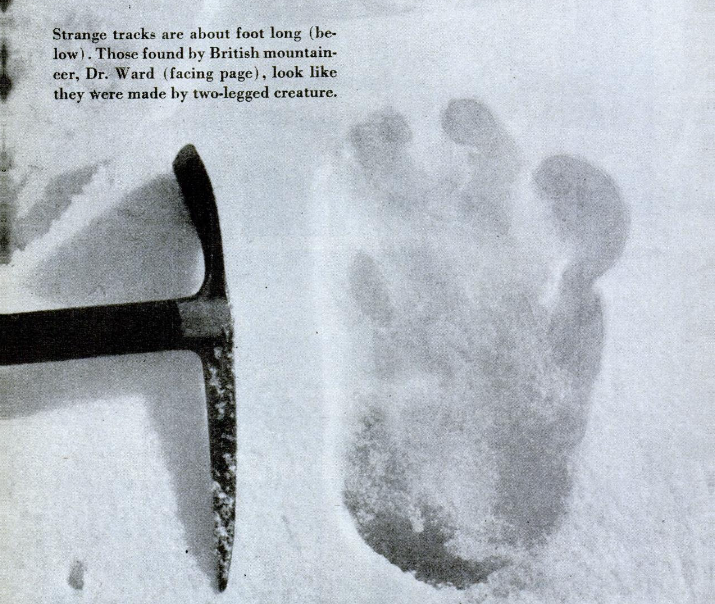 Photograph of an alleged yeti footprint found by Michael Ward. Photograph was taken at Menlung glacier on the Everest expedition by Eric Shipton in 1951.