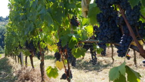 Sangiovese grapes Chianti Italy