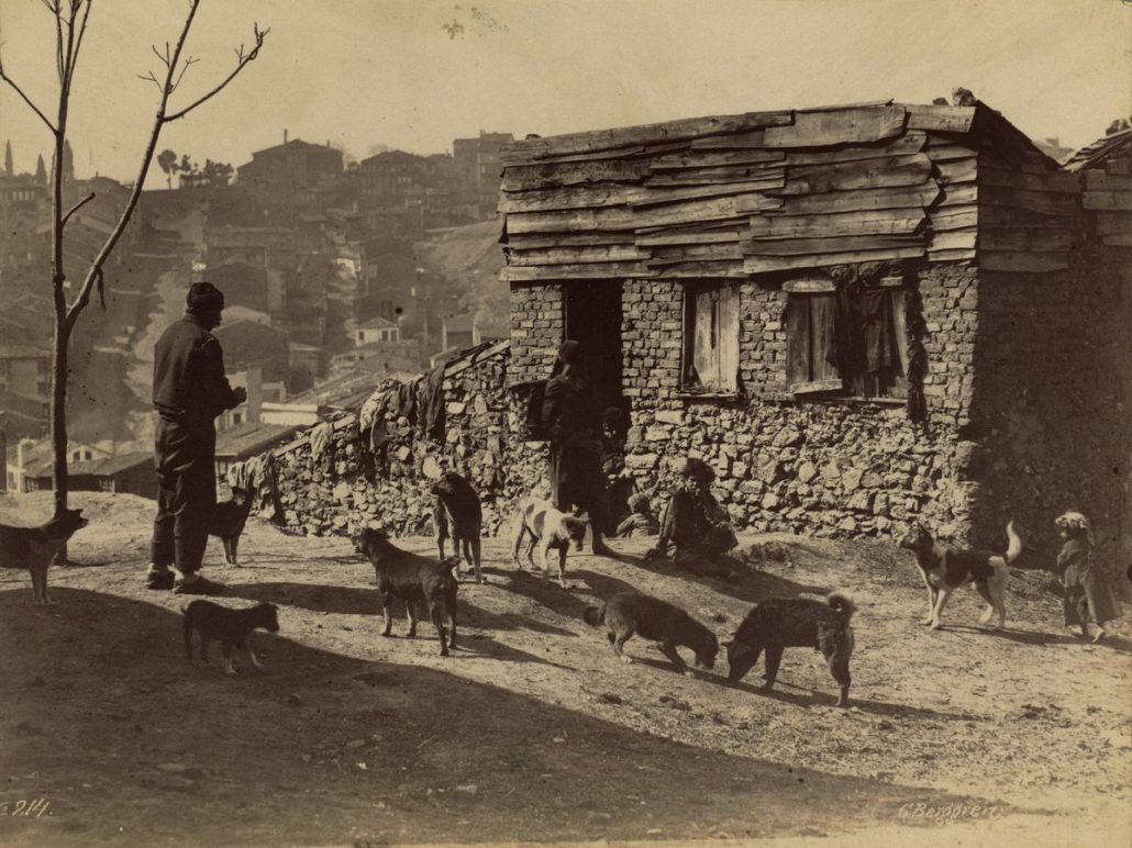 Man feeding stray dogs from Istanbul.Tatavla (Kurtuluş) Istanbul 📷 Guillaume Berggren, ca.1870