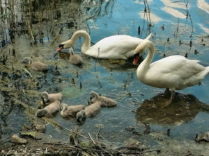 Varese Lake maggiore swans