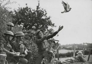 British troops are now training with homing pigeons; the RAF has ordered 500,000 pigeons, to send messages while maintaining radio silence