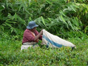 Collection Tea Leaves Mauritius Plantation