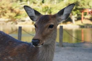Deer, Nara Todaiji Temple Japan
