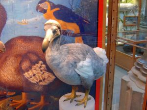 Dodo Bird Extinct Painting Drawing Mauritius