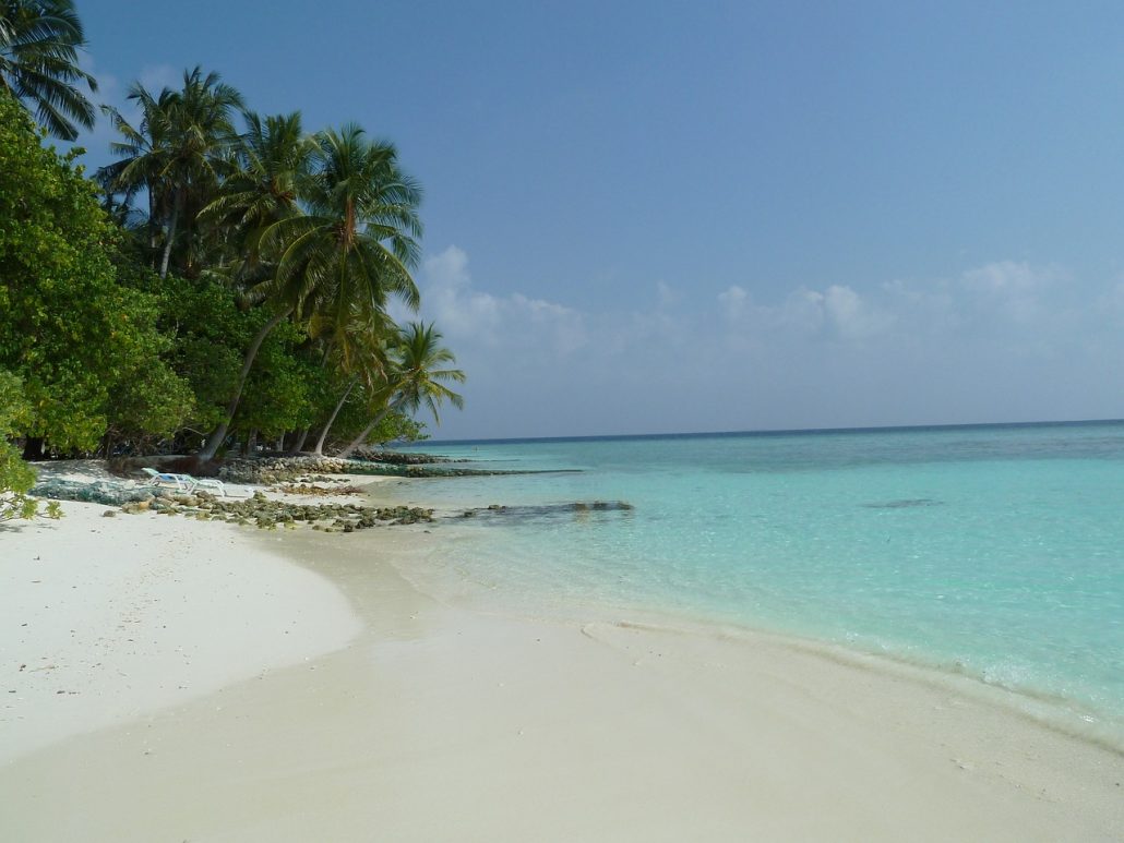 Beach Palm Trees Sea Caribbean