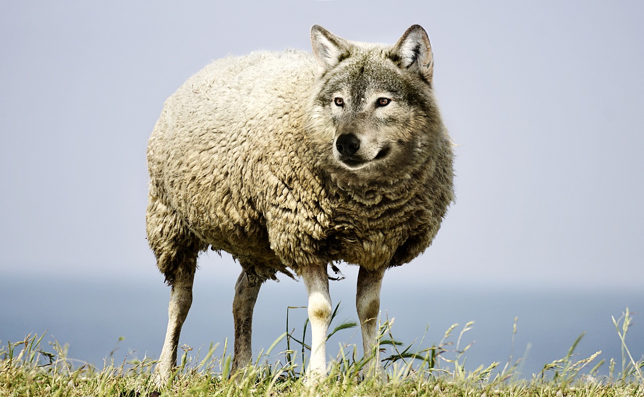 wolf in sheeps clothing