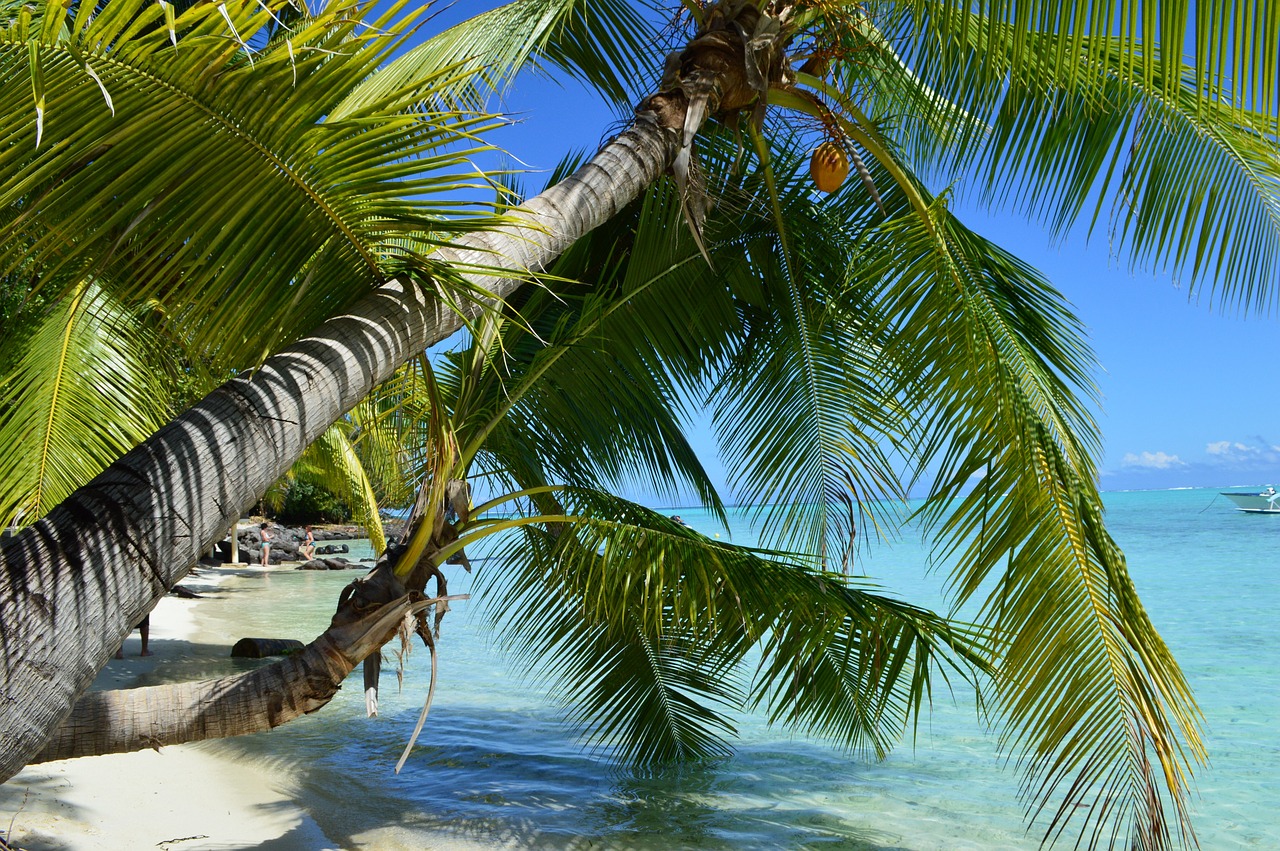 Bora Bora Beach palms French Polynesia Pasific coconuts trophic island