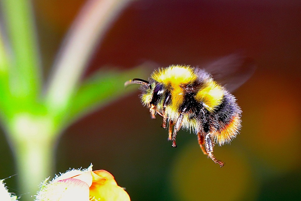 Bumblebee Image