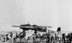 Reindeer graze on an airfield in Finland on July 26, 1941. In the background a German war plane takes off.