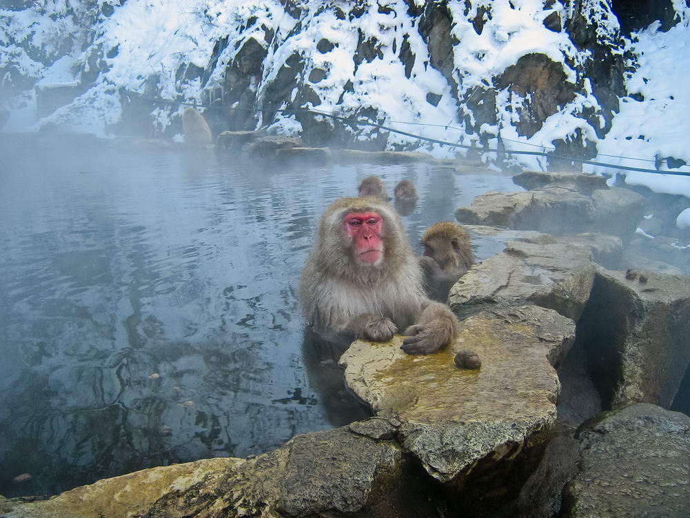 Jigokudani Monkey Park (地獄谷野猿公苑) Yamanouchi, Nagano Prefecture, Japan (Flickr, SteFou! 2008 (CC BY 2.0)
